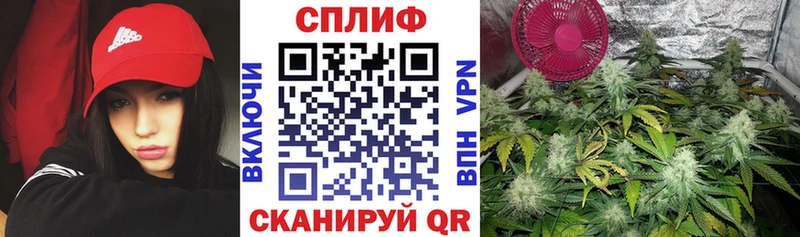 продажа наркотиков Зеленогорск Бошки марихуана Amnesia